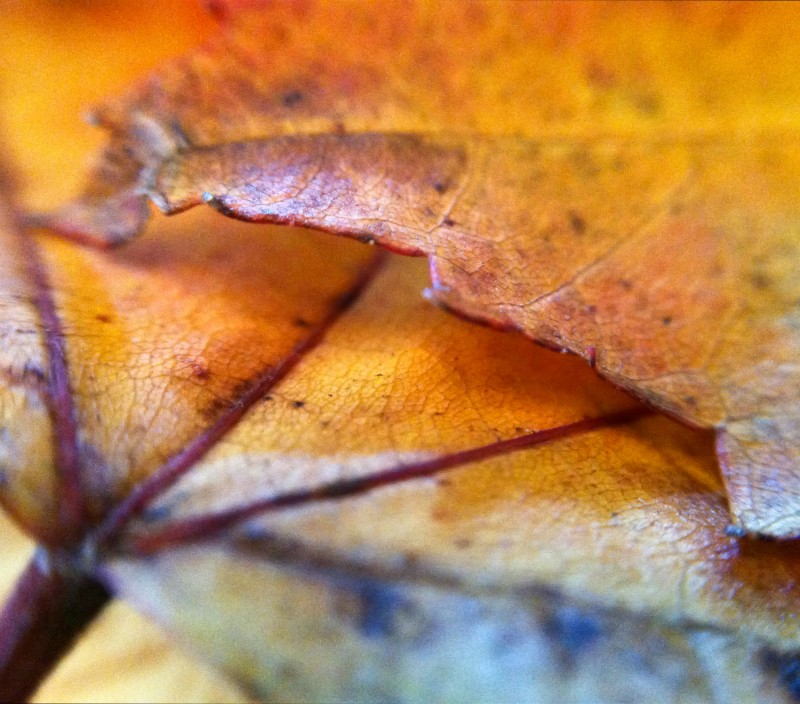 Orange Leaves. Photo ©Kerri Farley