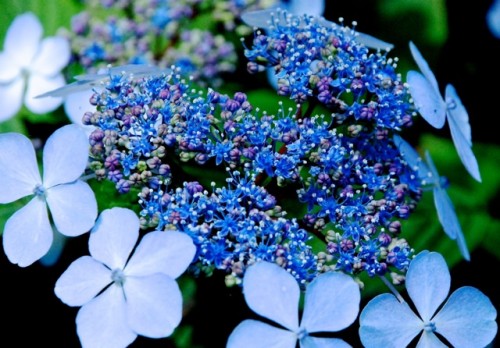 Amazingly Blue Lace Hydrangea. Photo by Suzi Beber.