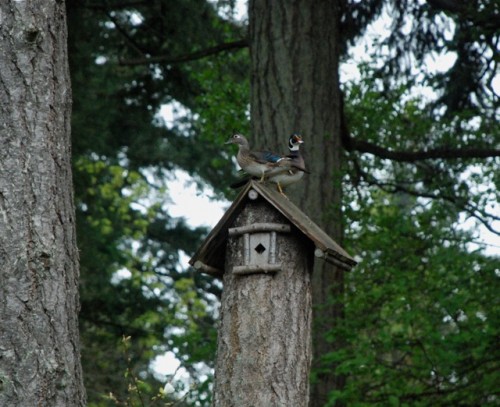 Wood Ducks -- outside the bedroom window -- This is the birdhouse that Tommy made from a tree that was partially cut down by Saanich. Photo by Suzi Beber.