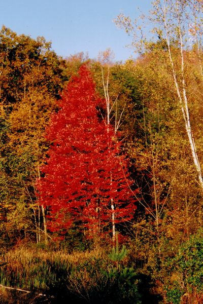 Luminous Red Tree at Snow Farm