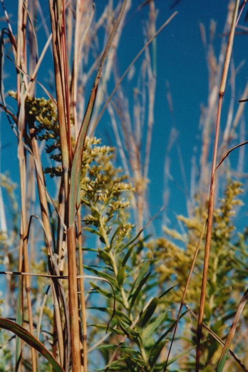 Meadowbrook Park, Urbana Prairie. Photo by Wayne Stratz, October 1994.