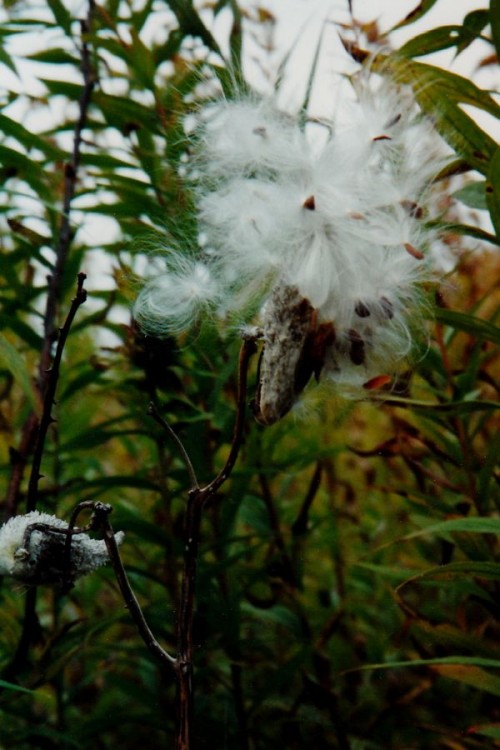 Prairie Fluff, Urbana, IL 