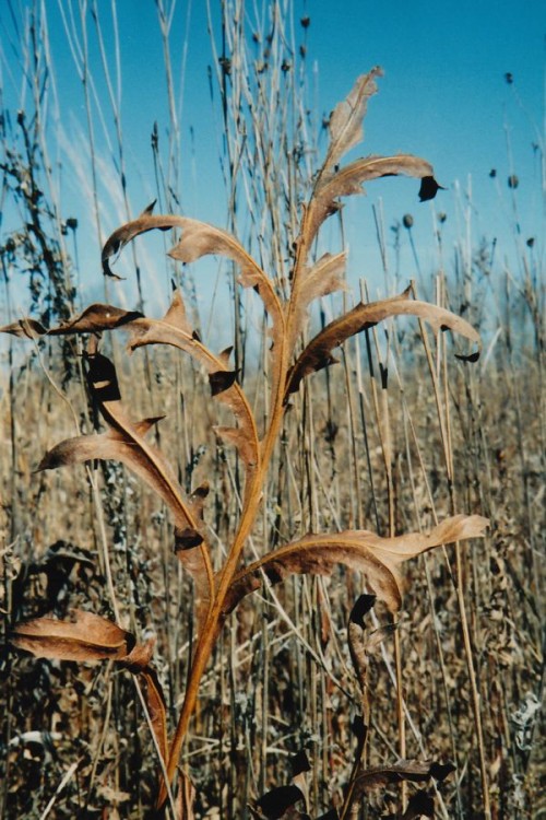Urbana Prairie Stalk. Photo by Wayne Stratz, November 1994.