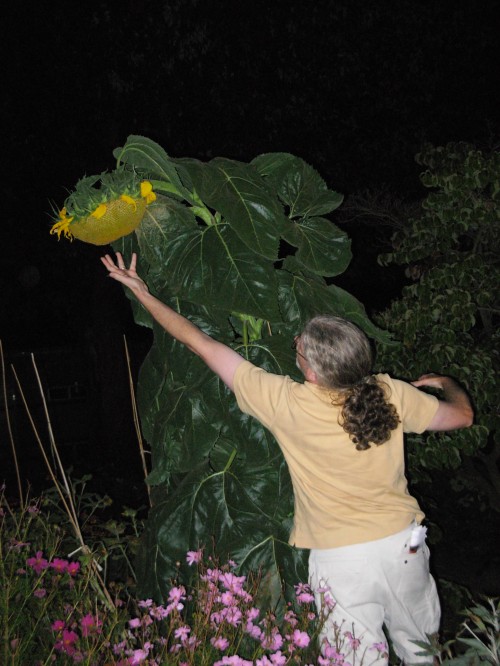 Stratoz and the Giant Sunflower. Photo by Margaret Almon.