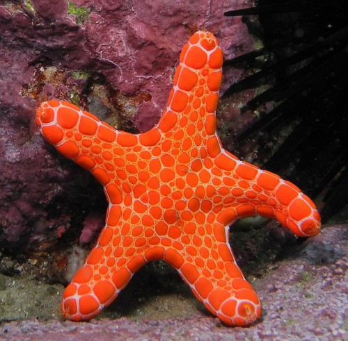 Vermillion Biscuit Star by John Turnbull via Flickr