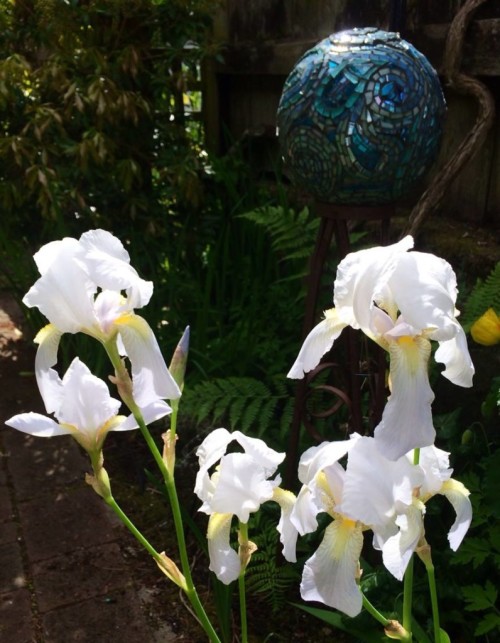 Iris in Suzi's Magical Garden