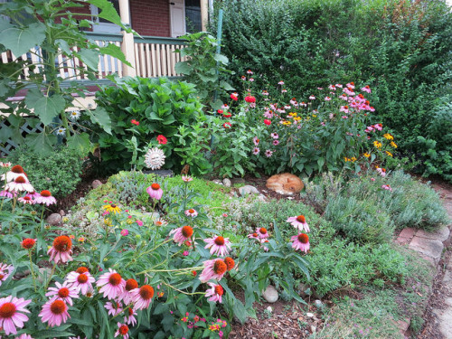 The Garden of Nutmeg Designs with Orange Cat.