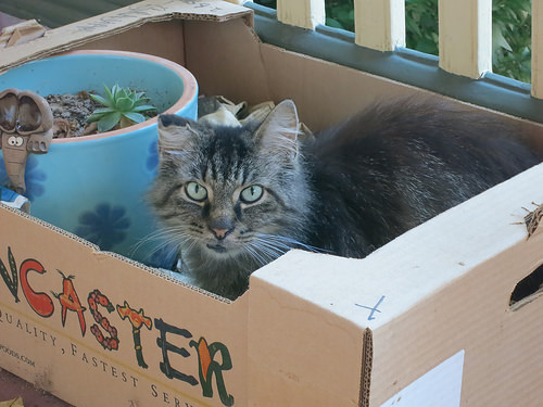 Bobo cat in a box