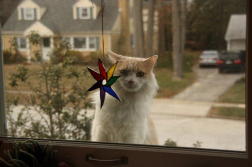 Rainbow Starflower with Fluffy Client Photo