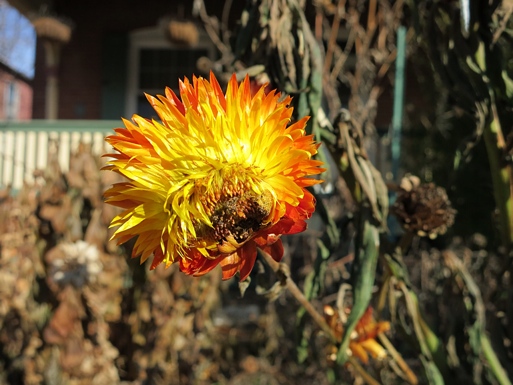 Strawflower: Hope in Orange