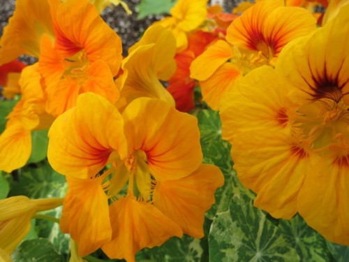 Nasturtium Tropaeolum Majus Alaska