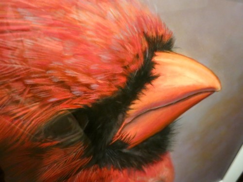 Cardinalis cardinalis. Northern Cardinal (Male) II by Kate Breakey.