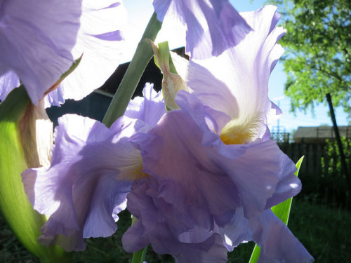 Pale Purple Iris in the Garden of Nutmeg Designs