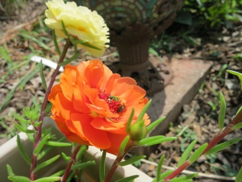 Pollinators and Portulaca in the Garden of Nutmeg Designs.