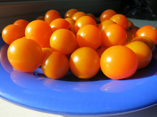 Cherry Tomatoes from the Lansdale Farmers Market.  Photo by Wayne Stratz.