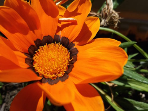 Gazania from the Garden of Nutmeg Designs