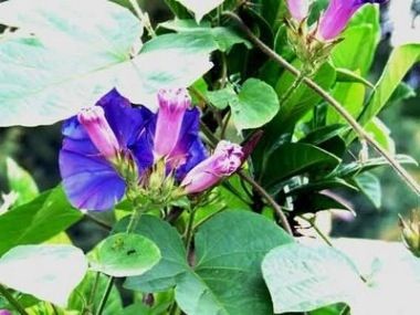 Morning Glories by Shannon Carson.