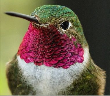 Ruby Throated Hummingbird by MrClean1982 via Flickr